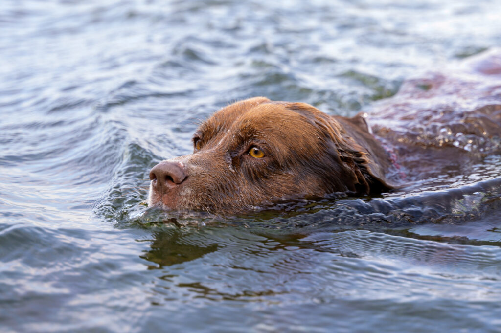 Familienhund Holly schwimmt in der Flensburger Förde.