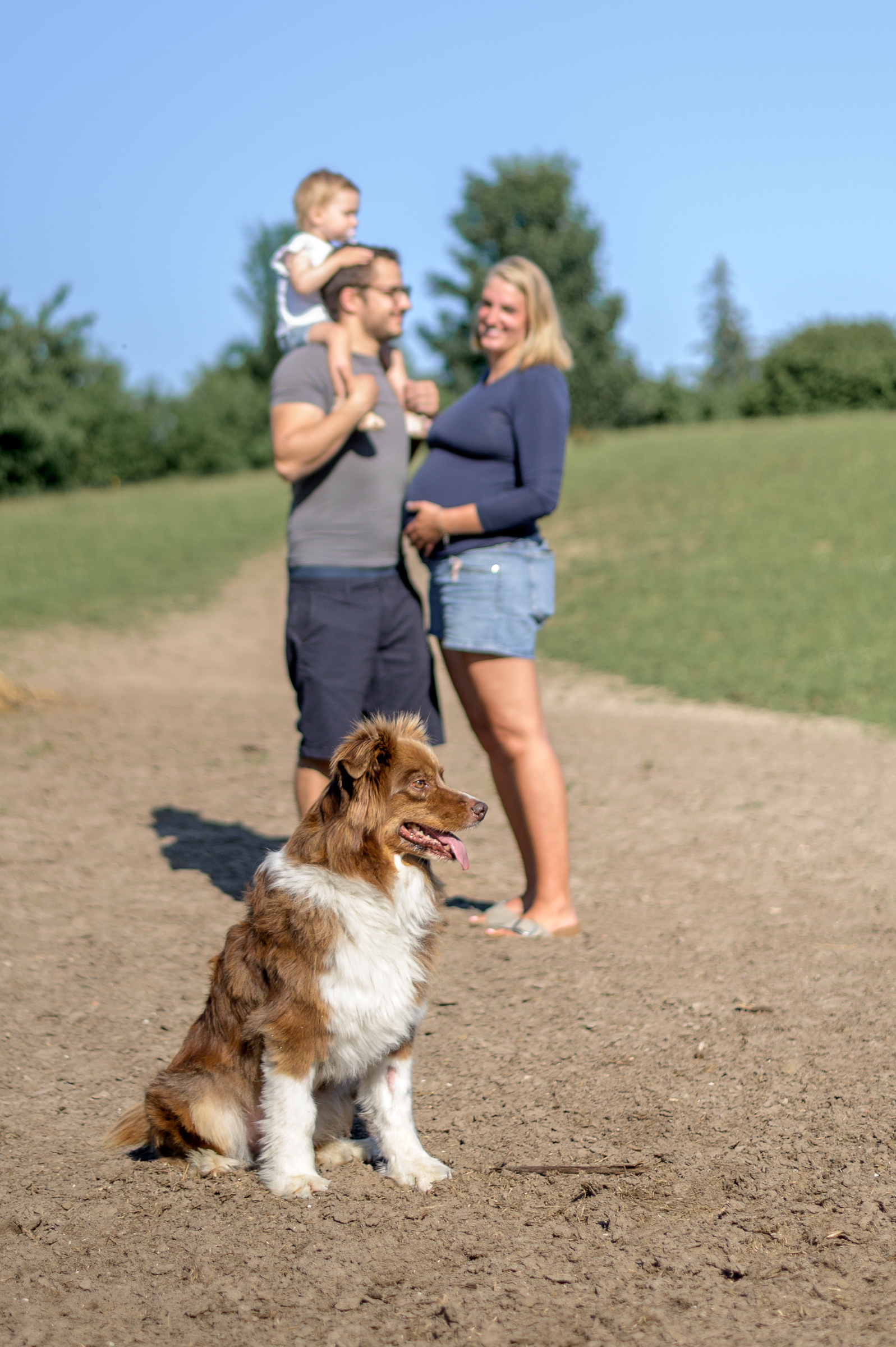 Familie steht im Sommer auf einer Koppel der Papa traegt die Tochter auf den Schultern und die Mama haelt ihren schwangeren Bauch im Vordergrund sitzt ihr Hund